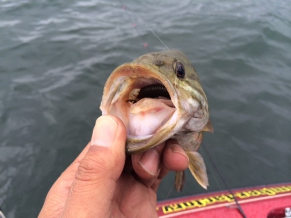 hideup ボンバー ブログ写真 2014/07/08