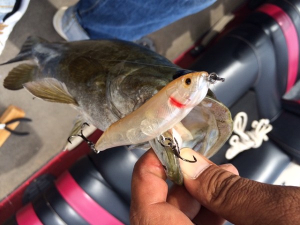 hideup ボンバー ブログ写真 2015/09/03