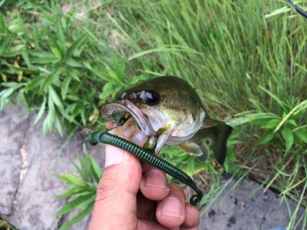 hideup ボンバー ブログ写真 2014/06/07