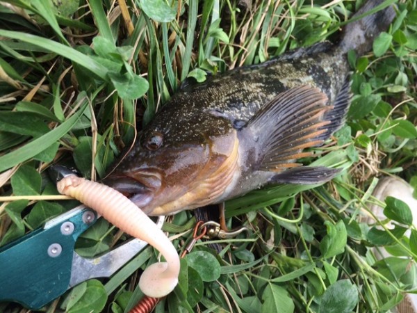 hideup ボンバー ブログ写真 2015/06/23