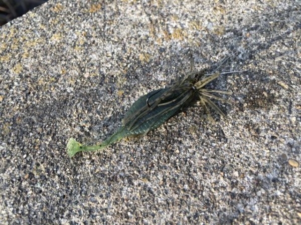 hideup ボンバー ブログ写真 2015/12/03