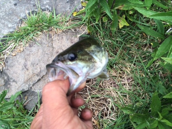 hideup ボンバー ブログ写真 2014/06/07