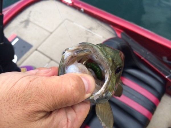 hideup ボンバー ブログ写真 2014/07/08