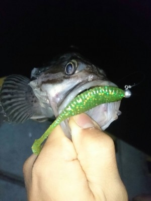 hideup ボンバー ブログ写真 2016/11/02