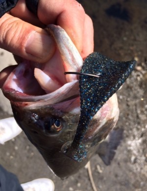 hideup ボンバー ブログ写真 2014/03/05