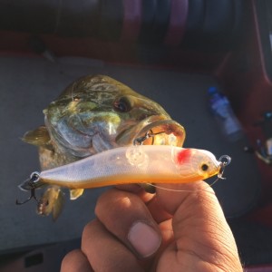 hideup ボンバー ブログ写真 2016/08/11