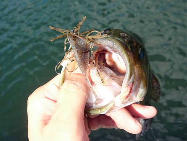 hideup ボンバー ブログ写真 2016/08/04