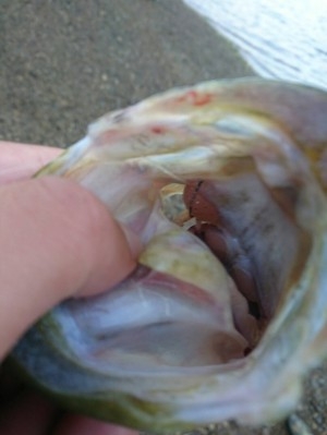 hideup ボンバー ブログ写真 2016/10/11