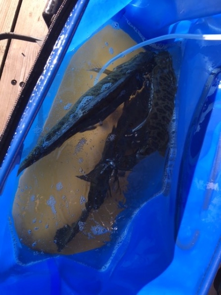 hideup ボンバー ブログ写真 2016/10/16