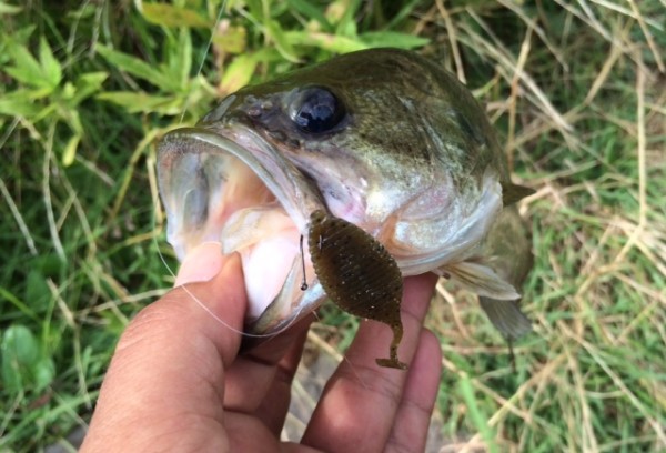 hideup ボンバー ブログ写真 2014/08/01