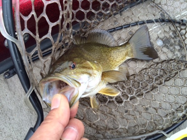 hideup ボンバー ブログ写真 2015/05/09