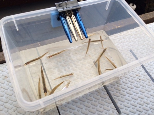 hideup ボンバー ブログ写真 2015/03/04