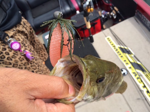 hideup ボンバー ブログ写真 2015/08/11