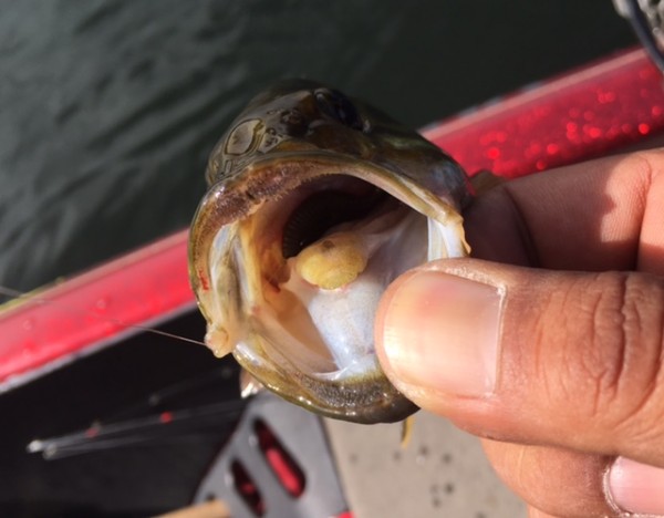 hideup ボンバー ブログ写真 2016/10/22