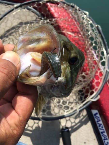 hideup ボンバー ブログ写真 2016/06/12