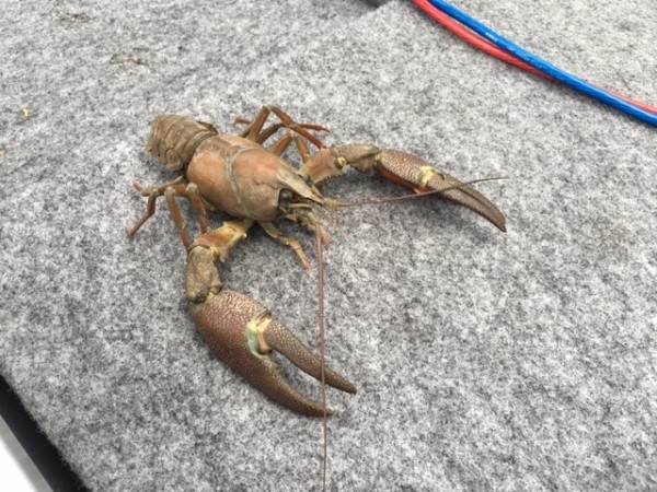 hideup ボンバー ブログ写真 2016/07/02