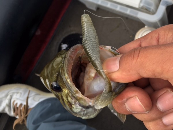 hideup ボンバー ブログ写真 2016/07/08