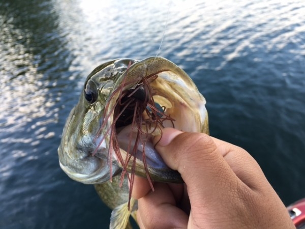 hideup ボンバー ブログ写真 2016/09/01