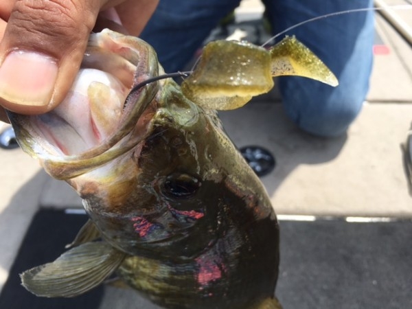 hideup ボンバー ブログ写真 2016/06/11