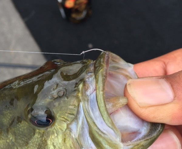 hideup ボンバー ブログ写真 2016/09/20