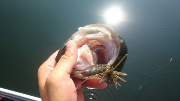 hideup ボンバー ブログ写真 2015/08/05