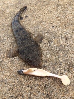 hideup ボンバー ブログ写真 2015/06/23