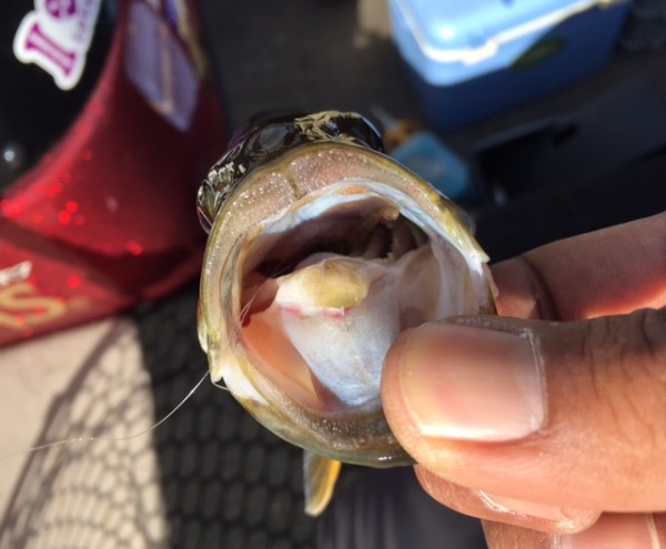 hideup ボンバー ブログ写真 2016/10/22