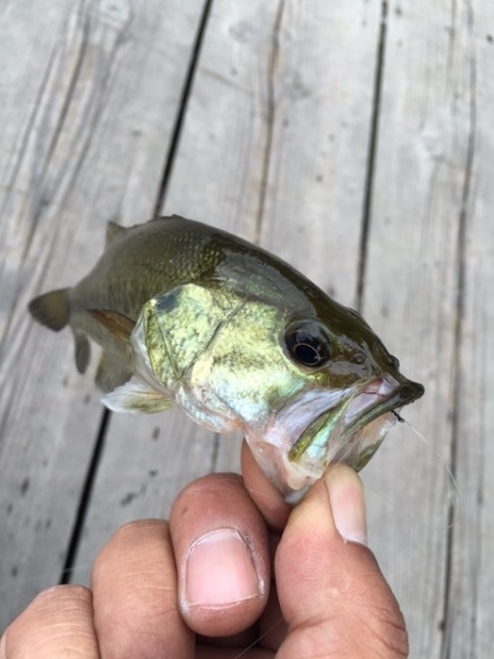 hideup ボンバー ブログ写真 2016/07/02