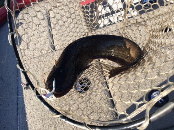 hideup ボンバー ブログ写真 2016/10/01