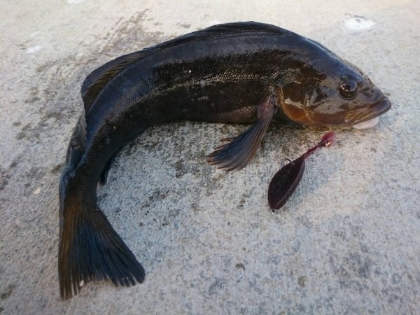 hideup ボンバー ブログ写真 2016/01/05