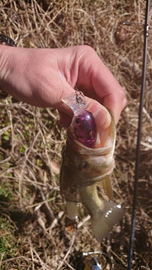 hideup ボンバー ブログ写真 2018/03/07