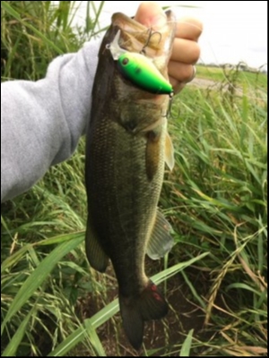 hideup ボンバー ブログ写真 2018/06/11