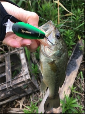 hideup ボンバー ブログ写真 2018/06/11