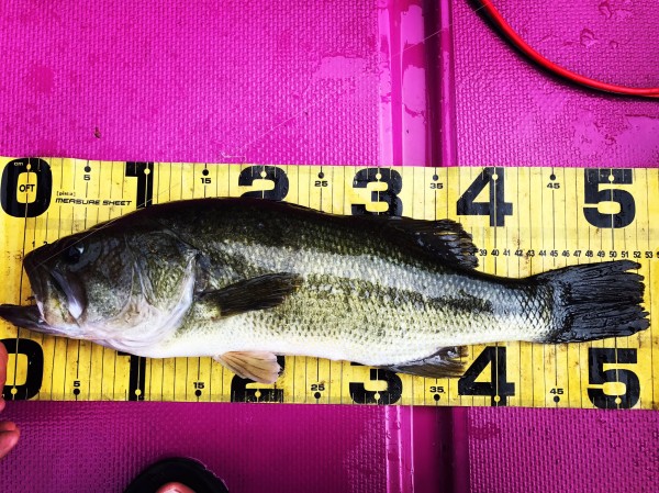 hideup 板山雅樹  ブログ写真 2017/08/10