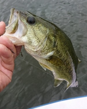 hideup 板山雅樹  ブログ写真 2017/08/03