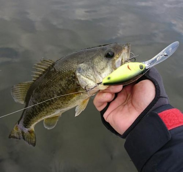 hideup 譚ｿ螻ｱ髮�ｨｹ  繝悶&Omicron;繧ｰ蜀咏悄 2017/11/05