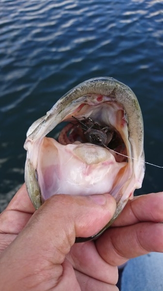 hideup 板山雅樹 ブログ写真 2017/08/09