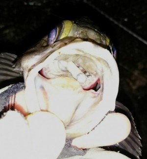 hideup 板山雅樹  ブログ写真 2018/03/01