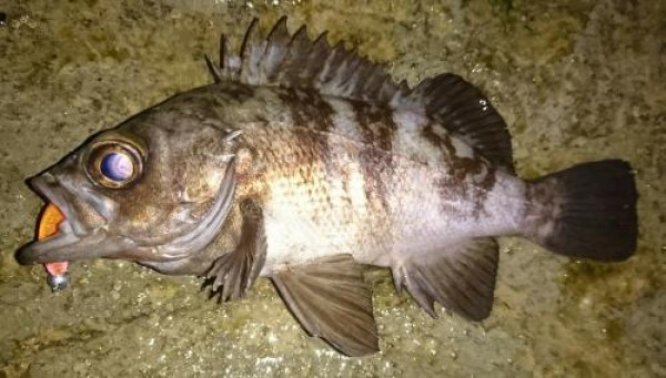 hideup 板山雅樹  ブログ写真 2018/03/03