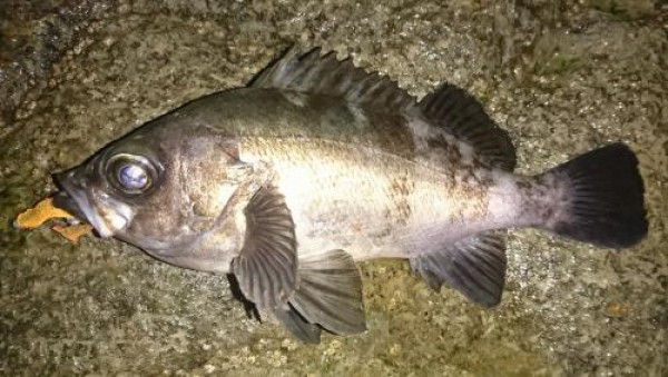 hideup 板山雅樹  ブログ写真 2018/03/03