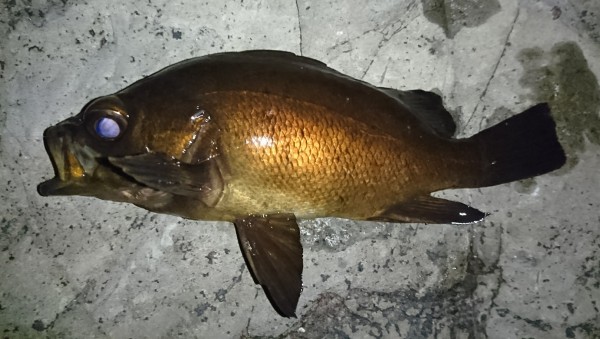 hideup 板山雅樹 ブログ写真 2018/03/08