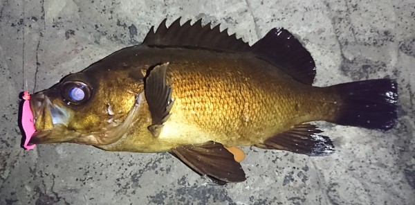 hideup 板山雅樹 ブログ写真 2018/03/08