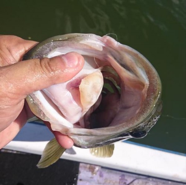 hideup 板山雅樹  ブログ写真 2019/08/10