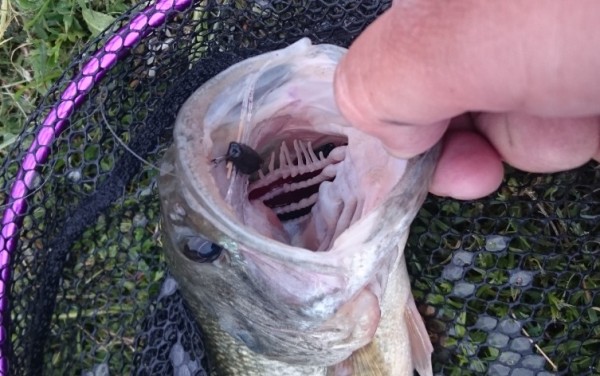 hideup 久次米良信 ブログ写真 2017/05/20