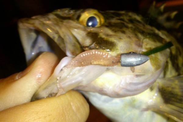 hideup 久次米良信 ブログ写真 2016/11/04