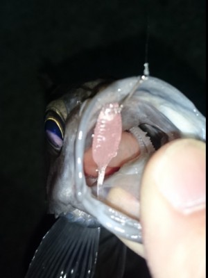 hideup 久次米良信 ブログ写真 2017/02/15