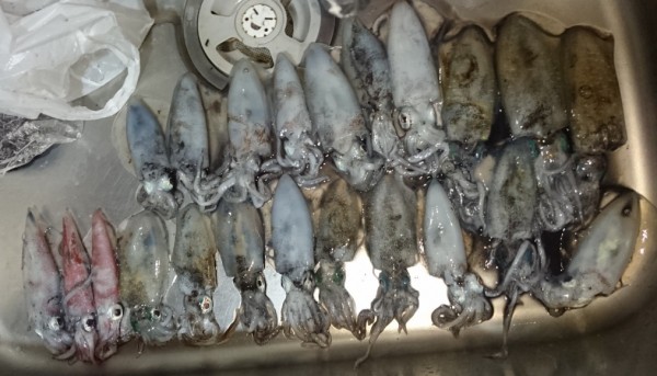 hideup 久次米良信 ブログ写真 2017/09/05