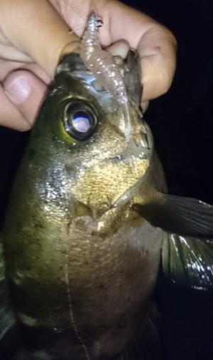 hideup 久次米良信 ブログ写真 2017/05/10