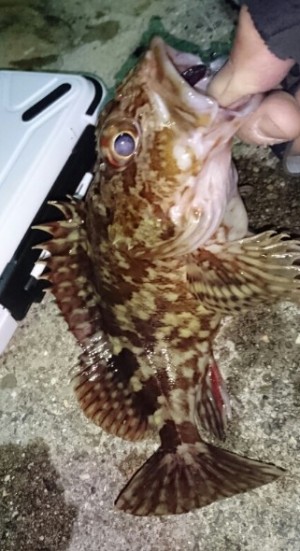 hideup 久次米良信 ブログ写真 2017/01/17