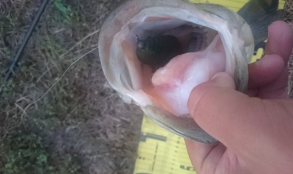 hideup 久次米良信 ブログ写真 2016/08/18